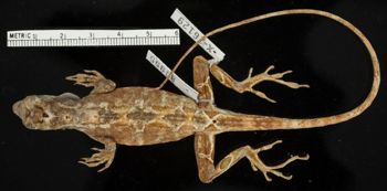 Media type: image;   Herpetology R-80955